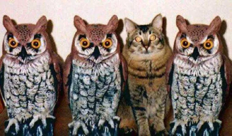 MOŽETE LI PRONAĆI ULJEZA NA SVIM PRIZORIMA? 'Crne ovce' ponekad se jako dobro uklapaju u okolinu, poku&scaron;ajte ih pronaći