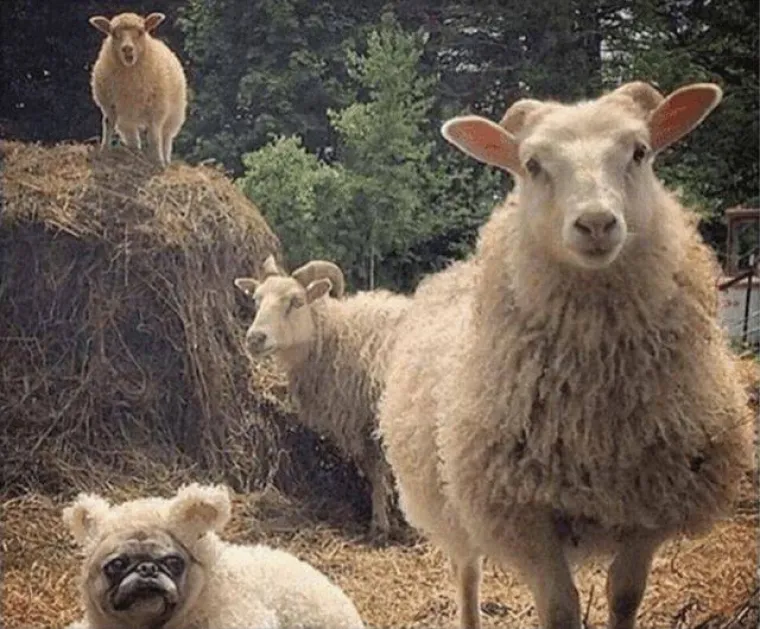 MOŽETE LI PRONAĆI ULJEZA NA SVIM PRIZORIMA? 'Crne ovce' ponekad se jako dobro uklapaju u okolinu, poku&scaron;ajte ih pronaći