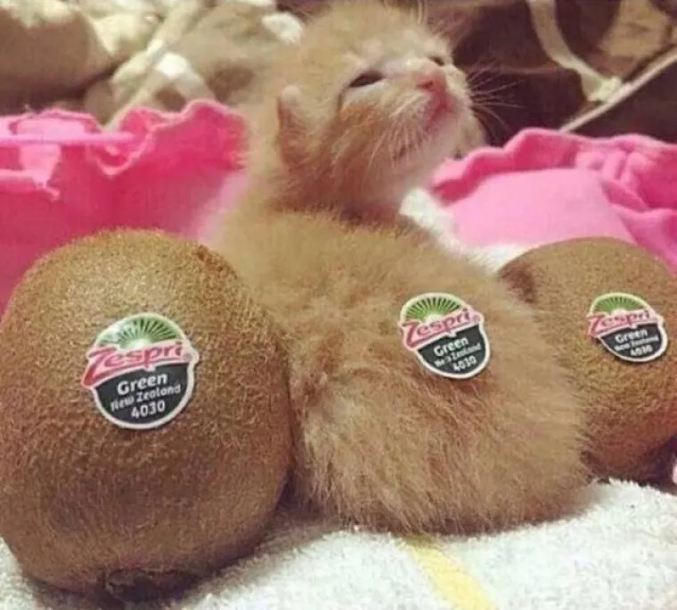 MOŽETE LI PRONAĆI ULJEZA NA SVIM PRIZORIMA? 'Crne ovce' ponekad se jako dobro uklapaju u okolinu, poku&scaron;ajte ih pronaći