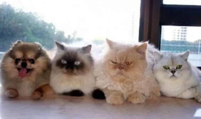 MOŽETE LI PRONAĆI ULJEZA NA SVIM PRIZORIMA? 'Crne ovce' ponekad se jako dobro uklapaju u okolinu, poku&scaron;ajte ih pronaći