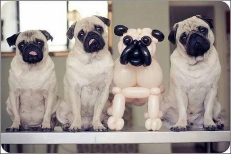 MOŽETE LI PRONAĆI ULJEZA NA SVIM PRIZORIMA? 'Crne ovce' ponekad se jako dobro uklapaju u okolinu, poku&scaron;ajte ih pronaći