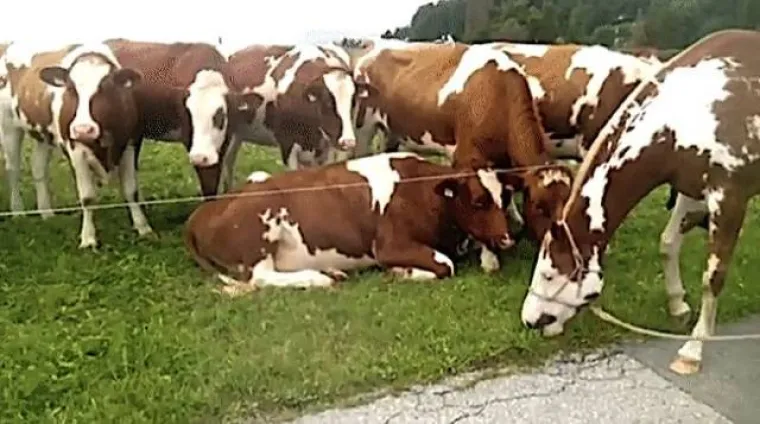 MOŽETE LI PRONAĆI ULJEZA NA SVIM PRIZORIMA? 'Crne ovce' ponekad se jako dobro uklapaju u okolinu, poku&scaron;ajte ih pronaći