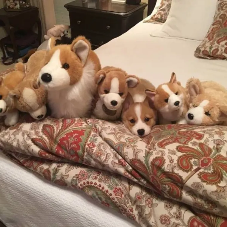 MOŽETE LI PRONAĆI ULJEZA NA SVIM PRIZORIMA? 'Crne ovce' ponekad se jako dobro uklapaju u okolinu, poku&scaron;ajte ih pronaći