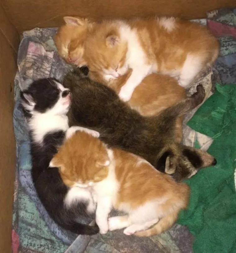 MOŽETE LI PRONAĆI ULJEZA NA SVIM PRIZORIMA? 'Crne ovce' ponekad se jako dobro uklapaju u okolinu, poku&scaron;ajte ih pronaći