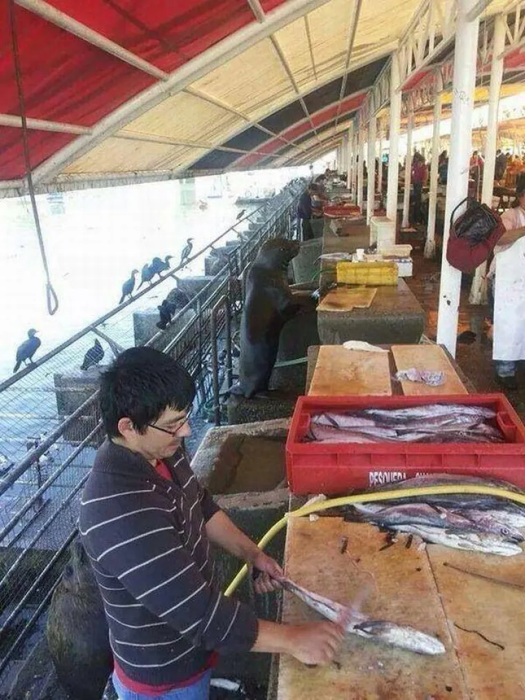 MOŽETE LI PRONAĆI ULJEZA NA SVIM PRIZORIMA? 'Crne ovce' ponekad se jako dobro uklapaju u okolinu, poku&scaron;ajte ih pronaći