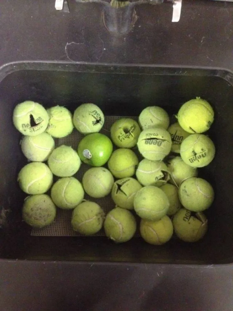 MOŽETE LI PRONAĆI ULJEZA NA SVIM PRIZORIMA? 'Crne ovce' ponekad se jako dobro uklapaju u okolinu, poku&scaron;ajte ih pronaći