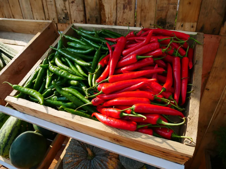 Začinite život: sedam zdravstvenih prednosti ljute jalapeno papričice