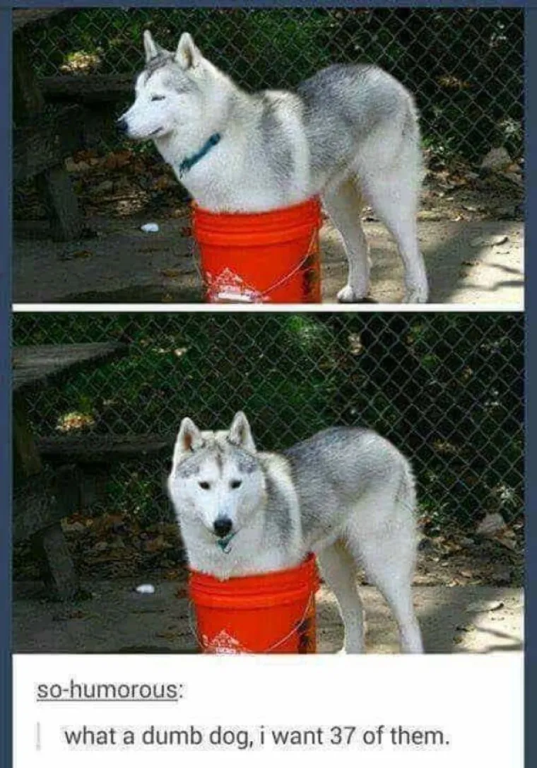 KUĆNI LJUBIMCI POTPUNO PO&Scaron;A&Scaron;AVILI: Urnebesni prizori životinja kojima se dogodio neki kratki spoj