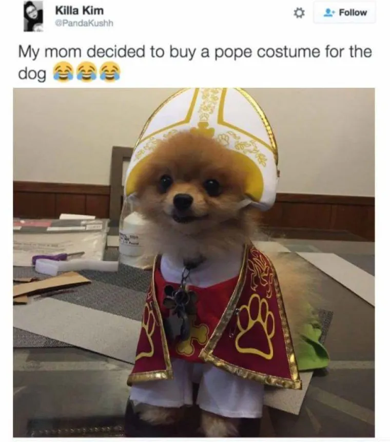 KUĆNI LJUBIMCI POTPUNO PO&Scaron;A&Scaron;AVILI: Urnebesni prizori životinja kojima se dogodio neki kratki spoj