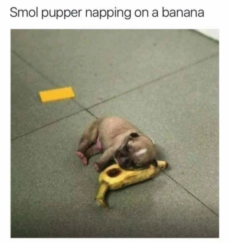 KUĆNI LJUBIMCI POTPUNO PO&Scaron;A&Scaron;AVILI: Urnebesni prizori životinja kojima se dogodio neki kratki spoj