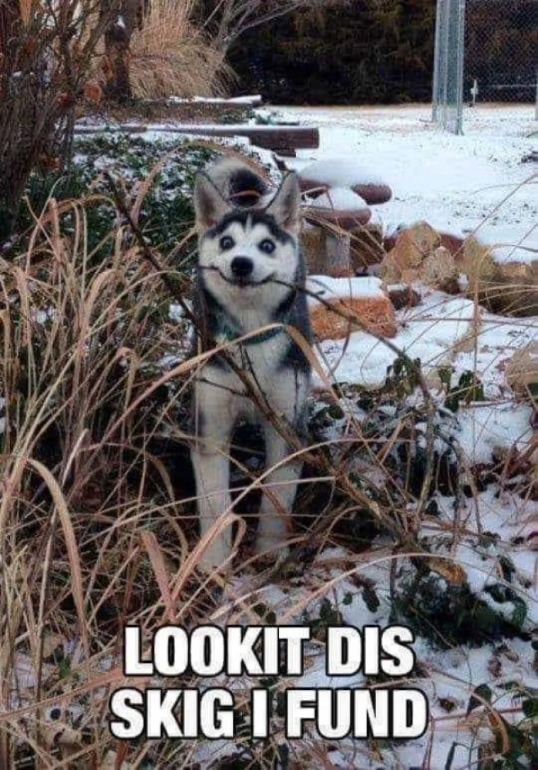 KUĆNI LJUBIMCI POTPUNO PO&Scaron;A&Scaron;AVILI: Urnebesni prizori životinja kojima se dogodio neki kratki spoj