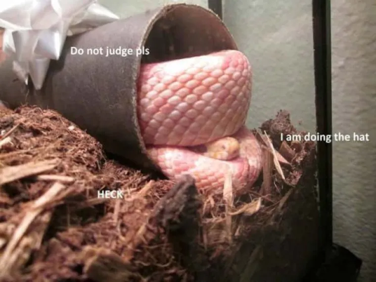 KUĆNI LJUBIMCI POTPUNO PO&Scaron;A&Scaron;AVILI: Urnebesni prizori životinja kojima se dogodio neki kratki spoj