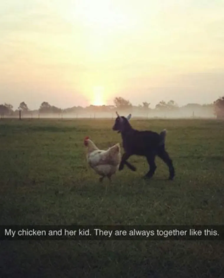 KUĆNI LJUBIMCI POTPUNO PO&Scaron;A&Scaron;AVILI: Urnebesni prizori životinja kojima se dogodio neki kratki spoj