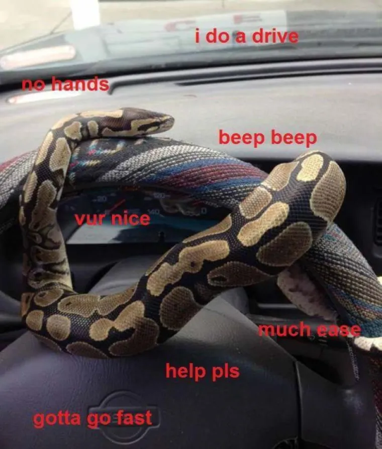 KUĆNI LJUBIMCI POTPUNO PO&Scaron;A&Scaron;AVILI: Urnebesni prizori životinja kojima se dogodio neki kratki spoj