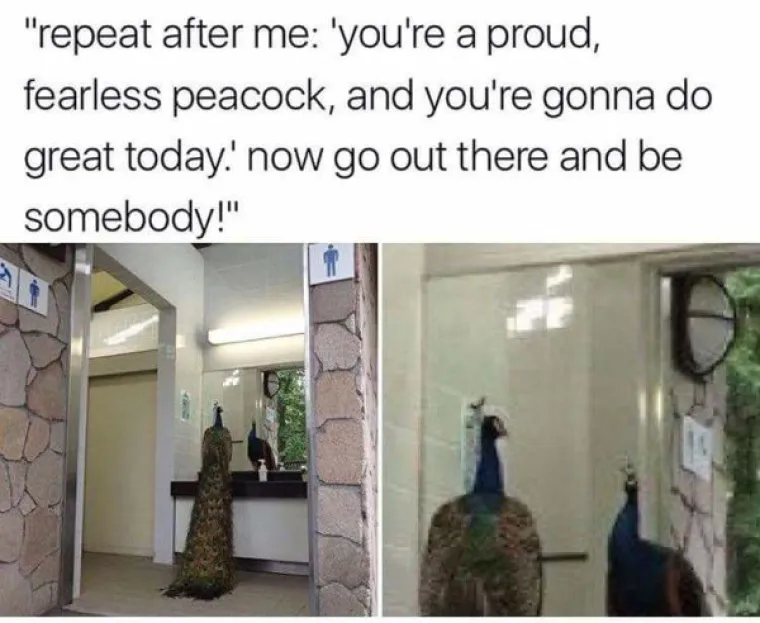 KUĆNI LJUBIMCI POTPUNO PO&Scaron;A&Scaron;AVILI: Urnebesni prizori životinja kojima se dogodio neki kratki spoj