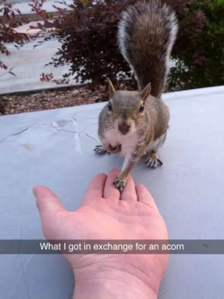 KUĆNI LJUBIMCI POTPUNO PO&Scaron;A&Scaron;AVILI: Urnebesni prizori životinja kojima se dogodio neki kratki spoj