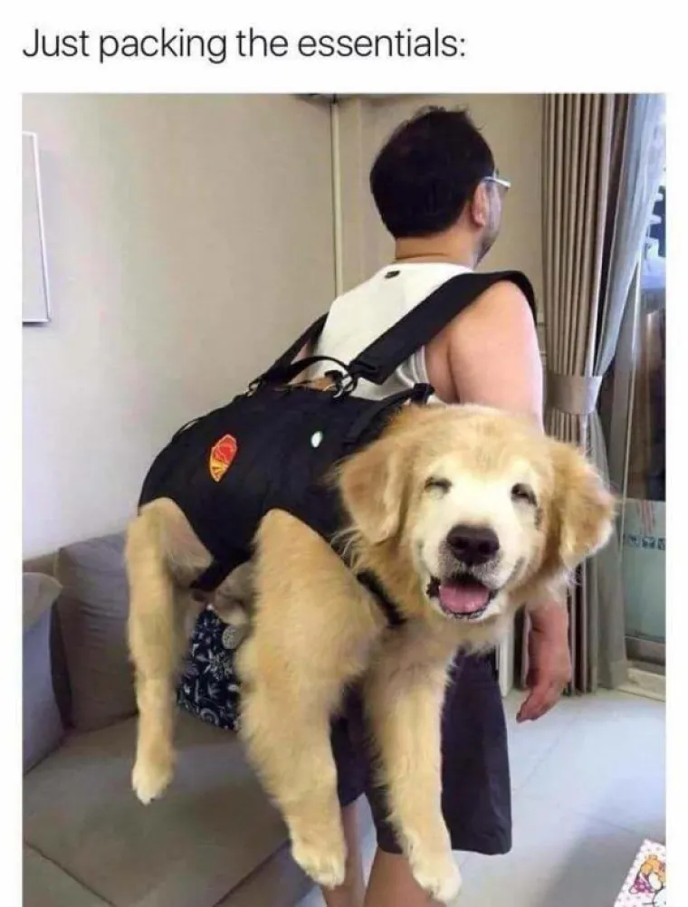 KUĆNI LJUBIMCI POTPUNO PO&Scaron;A&Scaron;AVILI: Urnebesni prizori životinja kojima se dogodio neki kratki spoj