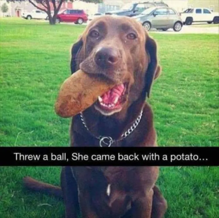 KUĆNI LJUBIMCI POTPUNO PO&Scaron;A&Scaron;AVILI: Urnebesni prizori životinja kojima se dogodio neki kratki spoj