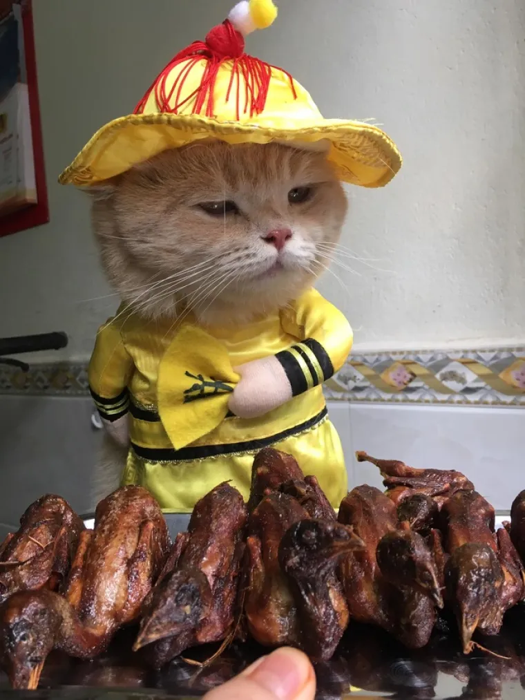 SVI SU LUDI ZA MAČKOM NEOBIČNA IMENA: On je ulični prodavač koji svojim fotografijama ru&scaron;i internet