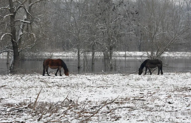 Promrzli i na rubu života: životinje zapinju u hladnoj vodi, vlasnici zbog poplava ne mogu do svoje stoke