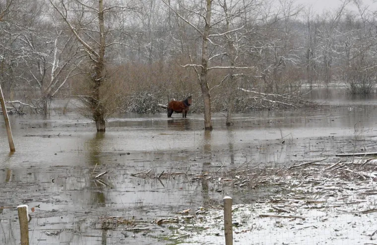 Promrzli i na rubu života: životinje zapinju u hladnoj vodi, vlasnici zbog poplava ne mogu do svoje stoke