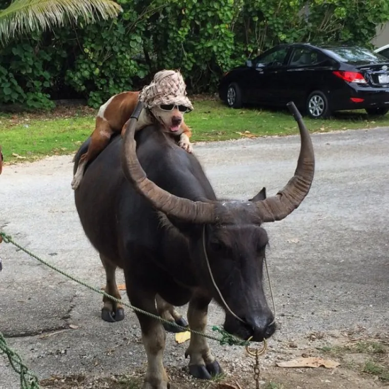 Svaki vlasnik kućnih ljubimaca zna da su životinje nepresu&scaron;ni izvor sreće i humora. Ako vam nije jasno za&scaron;to, u galeriji smo okupili brojne primjere koji to jako dobro ilustriraju.