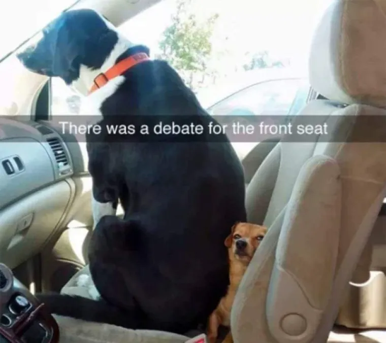 ŽIVOTINJE SU NEPRESU&Scaron;AN IZVOR VESELJA I HUMORA: Ako vam treba doza smijeha, one znaju kako popraviti raspoloženje