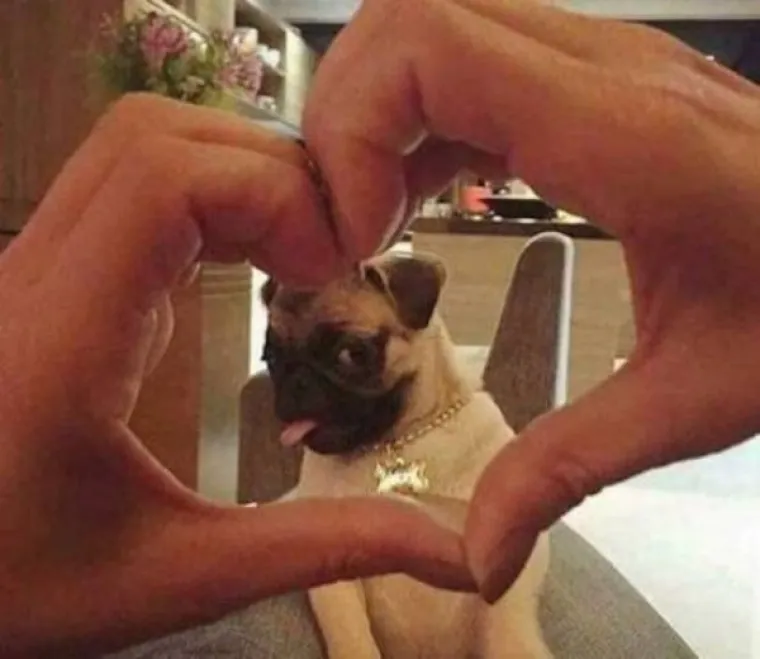 ŽIVOTINJE SU NEPRESU&Scaron;AN IZVOR VESELJA I HUMORA: Ako vam treba doza smijeha, one znaju kako popraviti raspoloženje