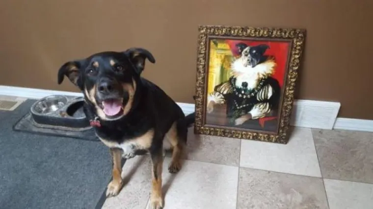 ŽIVOTINJE SU NEPRESU&Scaron;AN IZVOR VESELJA I HUMORA: Ako vam treba doza smijeha, one znaju kako popraviti raspoloženje