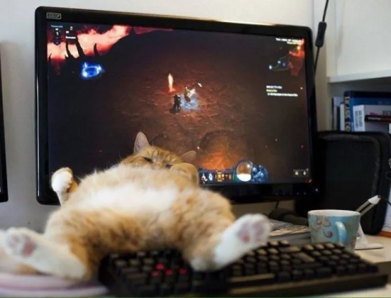 ŽIVOTINJE SU NEPRESU&Scaron;AN IZVOR VESELJA I HUMORA: Ako vam treba doza smijeha, one znaju kako popraviti raspoloženje