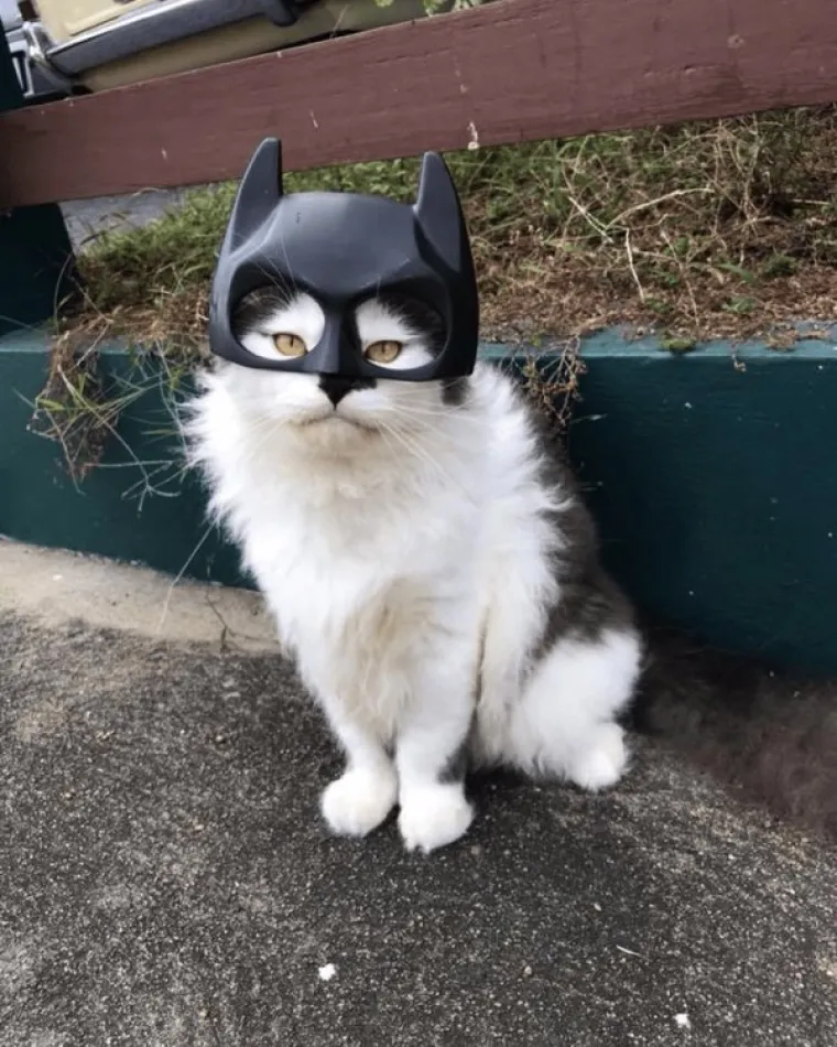 ŽIVOTINJE SU NEPRESU&Scaron;AN IZVOR VESELJA I HUMORA: Ako vam treba doza smijeha, one znaju kako popraviti raspoloženje