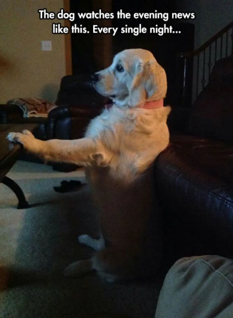 ŽIVOTINJE SU NEPRESU&Scaron;AN IZVOR VESELJA I HUMORA: Ako vam treba doza smijeha, one znaju kako popraviti raspoloženje