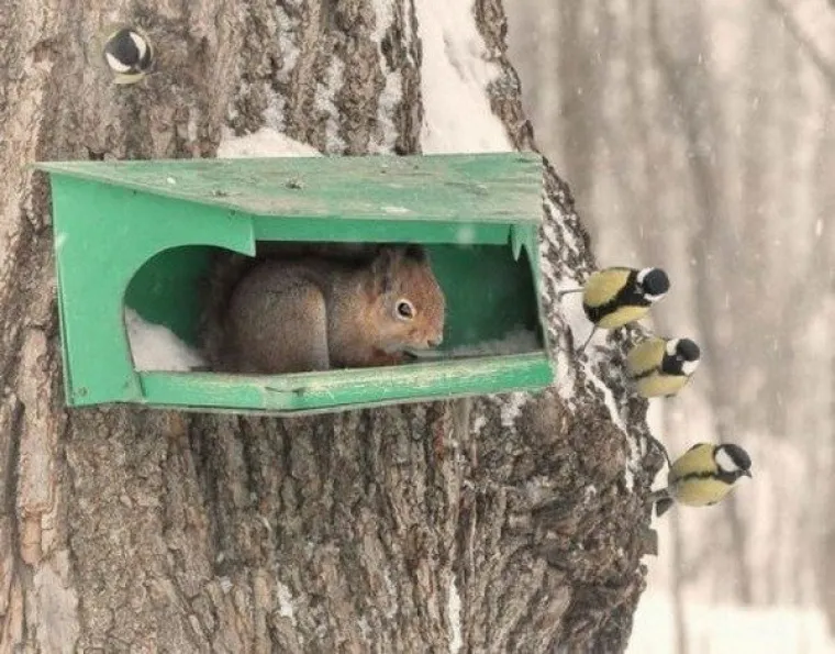 ŽIVOTINJE SU NEPRESU&Scaron;AN IZVOR VESELJA I HUMORA: Ako vam treba doza smijeha, one znaju kako popraviti raspoloženje