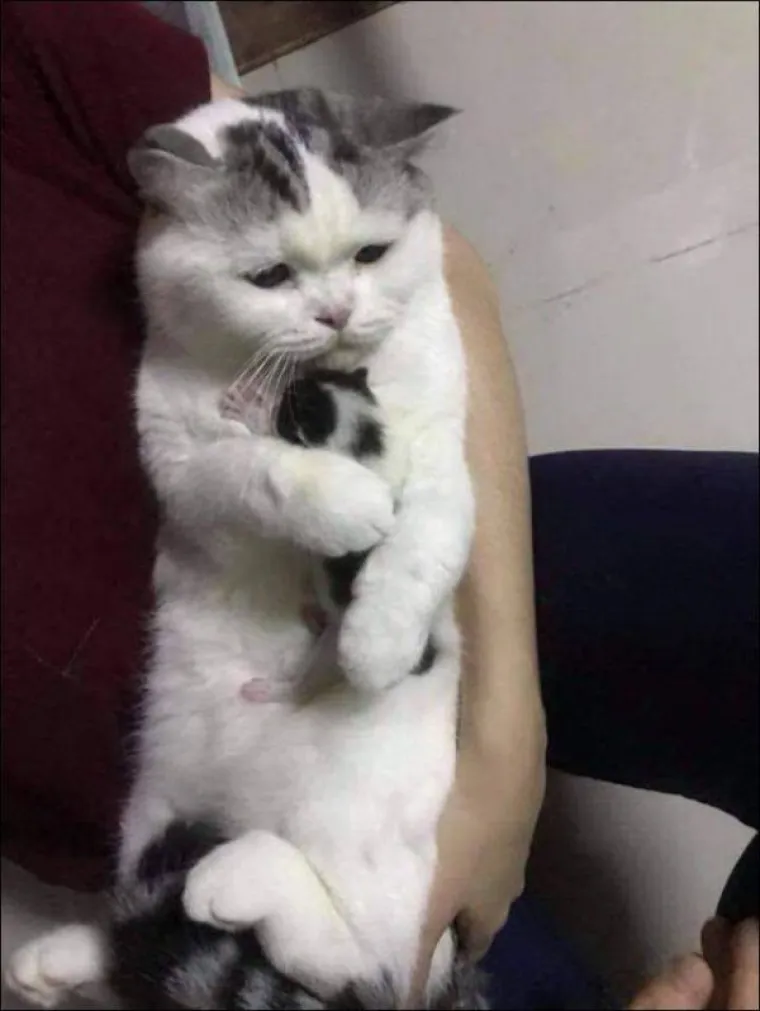 ŽIVOTINJE SU NEPRESU&Scaron;AN IZVOR VESELJA I HUMORA: Ako vam treba doza smijeha, one znaju kako popraviti raspoloženje