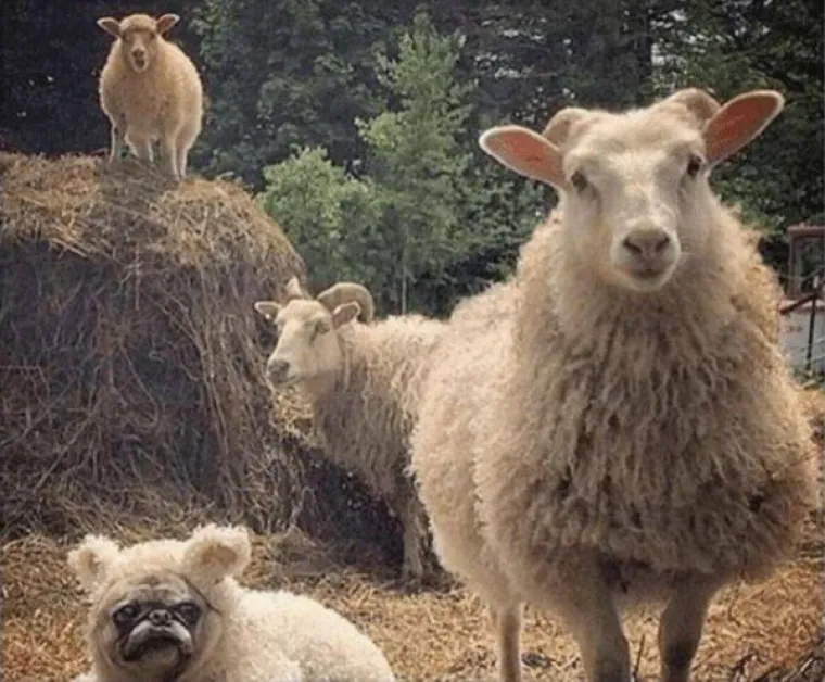 ŽIVOTINJE SU NEPRESU&Scaron;AN IZVOR VESELJA I HUMORA: Ako vam treba doza smijeha, one znaju kako popraviti raspoloženje