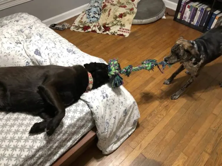 LIJENOST JE BOLEST KOJA MOŽE IMATI GENIJALNE REZULTATE: Smislili kreativne načine kako zaobići svaki oblik rada