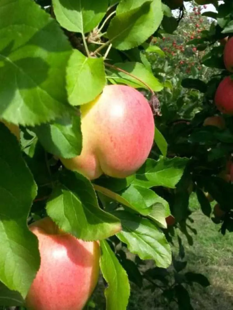 NEKI LJUDI NA SVE STRANE VIDE SAMO GUZE: U galeriji smo okupili prizore koji će testirati koliko vam je prljava ma&scaron;ta