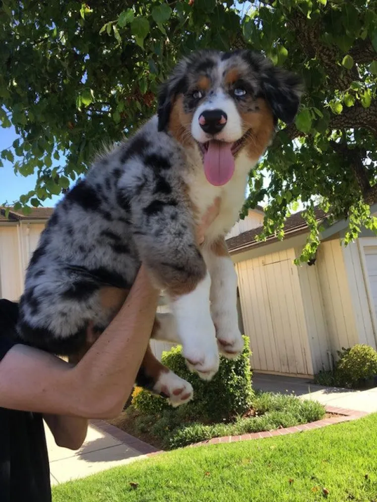 Australski ovčari vrlo su posebna pasmina, a to govori gotovo svaka njihova fotografija. Njihovi blesavi izrazi lica nepresu&scaron;ni su izvor veselja, a urnebesne face koje slažu pogledajte u nastavku.