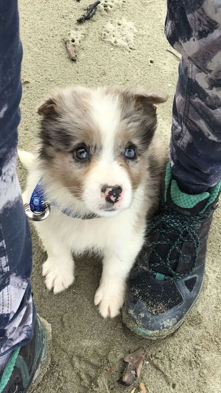 AUSTRALSKI OVČARI NEPRESU&Scaron;AN SU IZVOR ZABAVE: Pogledajte samo ove blesave face, odmah će vam rastopiti srce