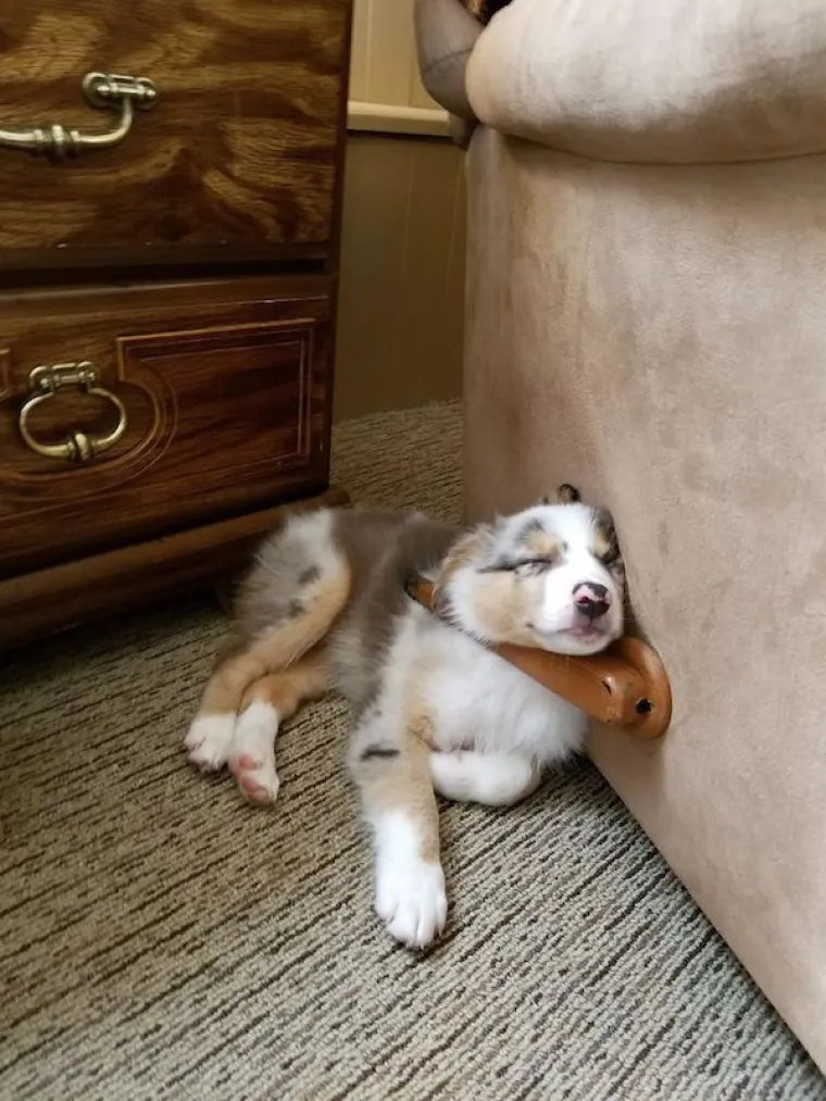 AUSTRALSKI OVČARI NEPRESU&Scaron;AN SU IZVOR ZABAVE: Pogledajte samo ove blesave face, odmah će vam rastopiti srce