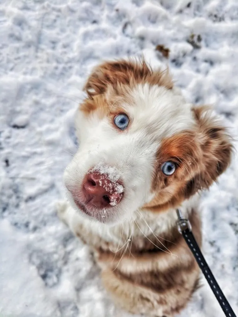 AUSTRALSKI OVČARI NEPRESU&Scaron;AN SU IZVOR ZABAVE: Pogledajte samo ove blesave face, odmah će vam rastopiti srce