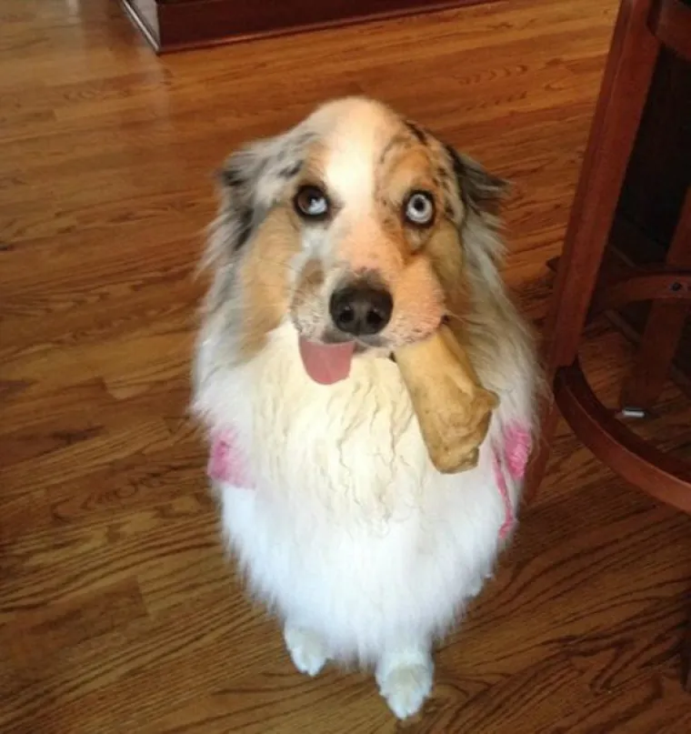 AUSTRALSKI OVČARI NEPRESU&Scaron;AN SU IZVOR ZABAVE: Pogledajte samo ove blesave face, odmah će vam rastopiti srce