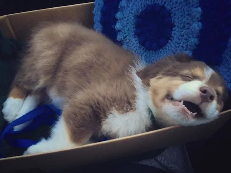 AUSTRALSKI OVČARI NEPRESU&Scaron;AN SU IZVOR ZABAVE: Pogledajte samo ove blesave face, odmah će vam rastopiti srce