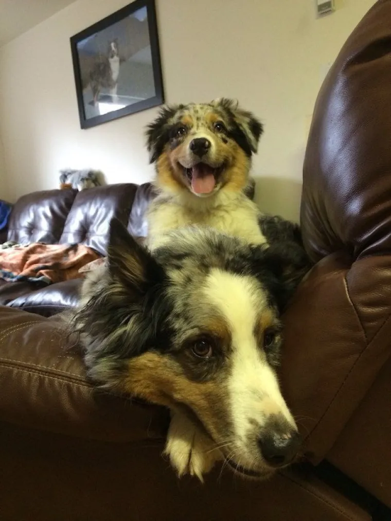 AUSTRALSKI OVČARI NEPRESU&Scaron;AN SU IZVOR ZABAVE: Pogledajte samo ove blesave face, odmah će vam rastopiti srce