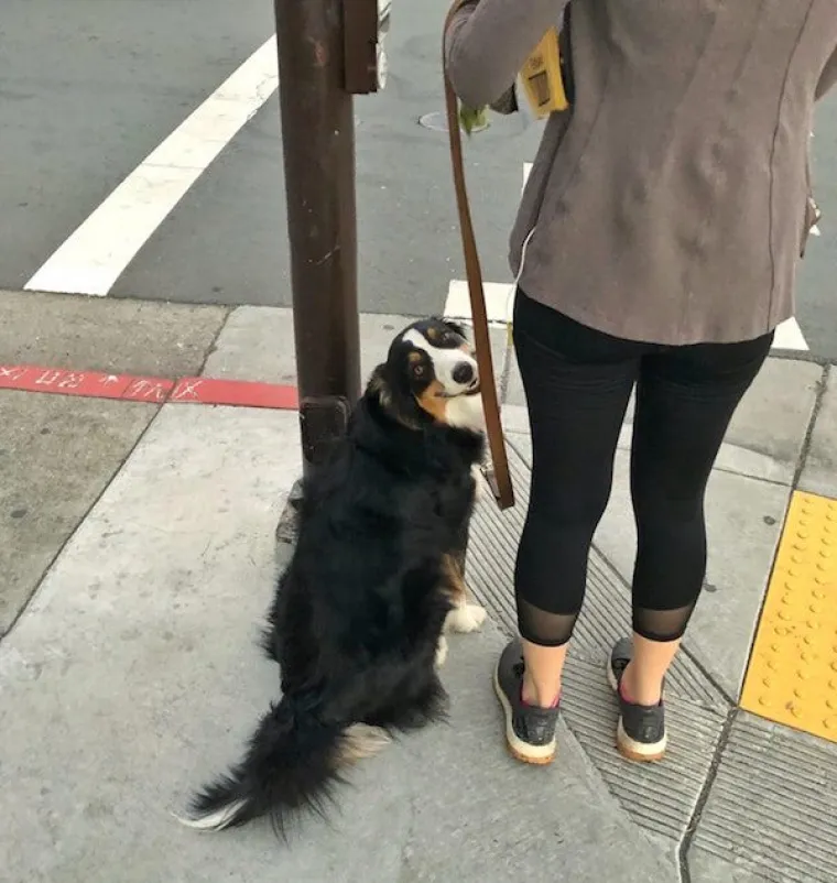 AUSTRALSKI OVČARI NEPRESU&Scaron;AN SU IZVOR ZABAVE: Pogledajte samo ove blesave face, odmah će vam rastopiti srce