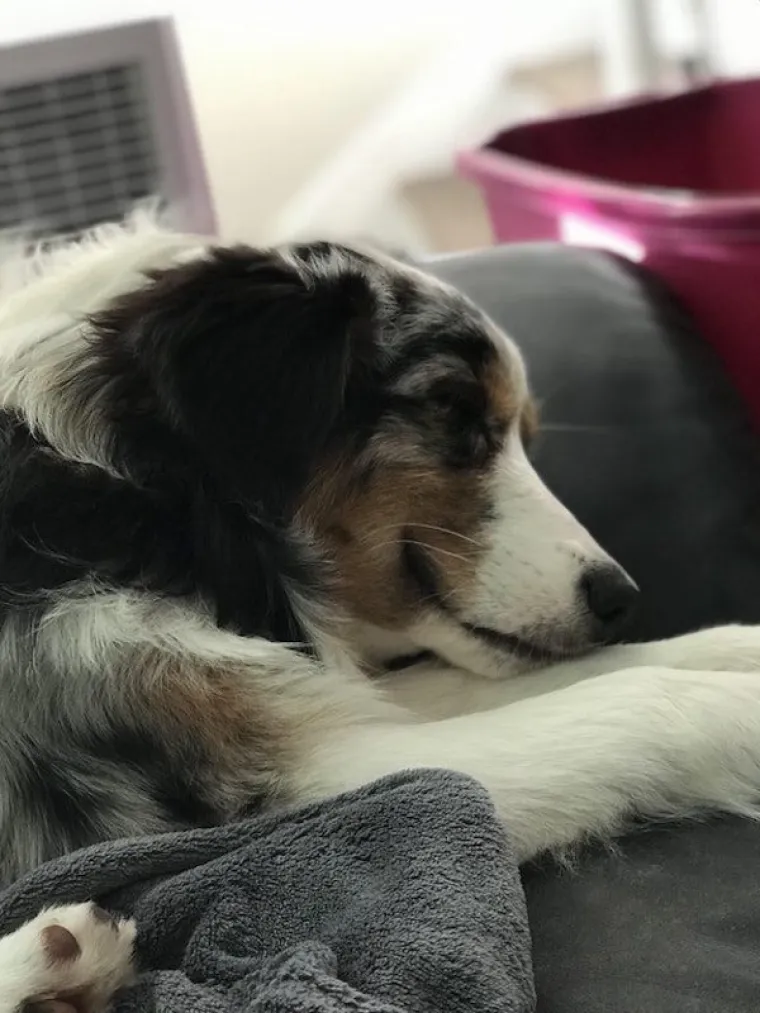 AUSTRALSKI OVČARI NEPRESU&Scaron;AN SU IZVOR ZABAVE: Pogledajte samo ove blesave face, odmah će vam rastopiti srce