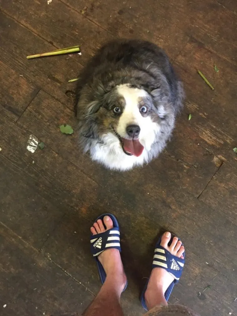 AUSTRALSKI OVČARI NEPRESU&Scaron;AN SU IZVOR ZABAVE: Pogledajte samo ove blesave face, odmah će vam rastopiti srce