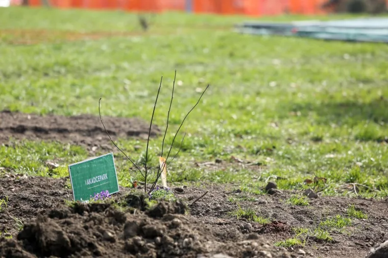 Inicijativa 'Vratite magnoliju' traži da se zaustavi daljnja devastacija Trga žrtava fa&scaron;izma
