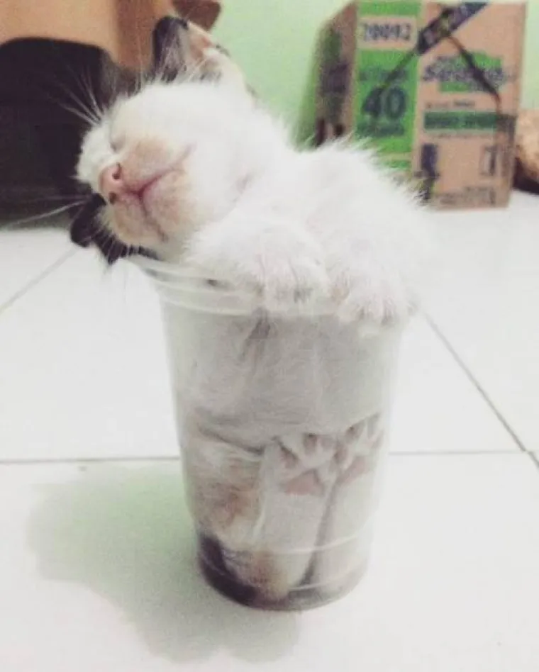 MAČKE IMAJU NEODOLJIV PORIV UGNIJEZDITI SE BA&Scaron; U SVE &Scaron;TO IM SE NAĐE NA PUTU: Uopće ne biraju, a to može imati urnebesne rezultate