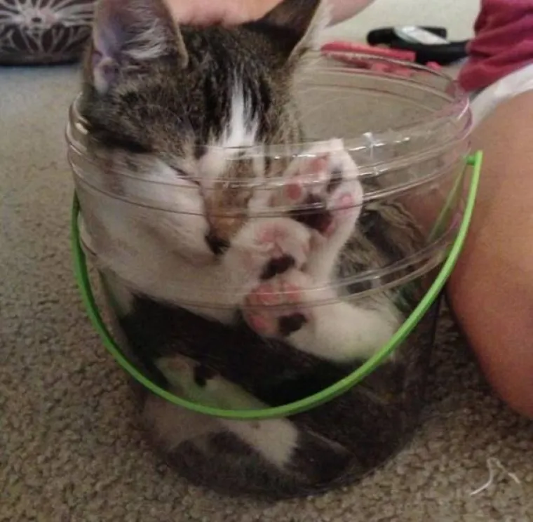 MAČKE IMAJU NEODOLJIV PORIV UGNIJEZDITI SE BA&Scaron; U SVE &Scaron;TO IM SE NAĐE NA PUTU: Uopće ne biraju, a to može imati urnebesne rezultate